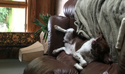 Laurie C. - Brainerd Pet Care Provider