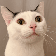 Samantha N., Pet Care Provider in Atlanta, GA with 5 years paid experience