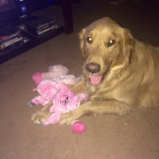 Cardin B., Pet Care Provider in Nashville, TN 37211 with 10 years paid experience