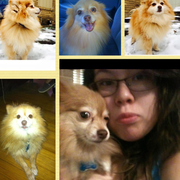 Ana F., Pet Care Provider in Dallas, TX 75235 with 1 year paid experience
