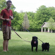 Matthew D., Pet Care Provider in Saint Louis, MO 63110 with 1 year paid experience