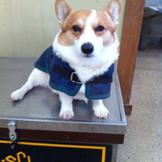 Nancy S., Pet Care Provider in Athens, GA with 30 years paid experience
